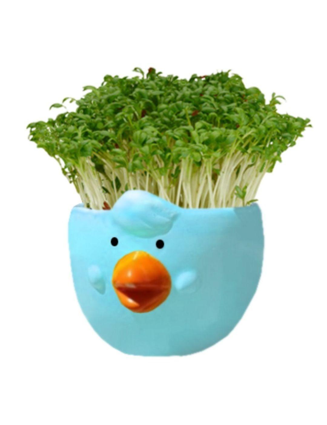 Easter Cress Chick (4 Pack)