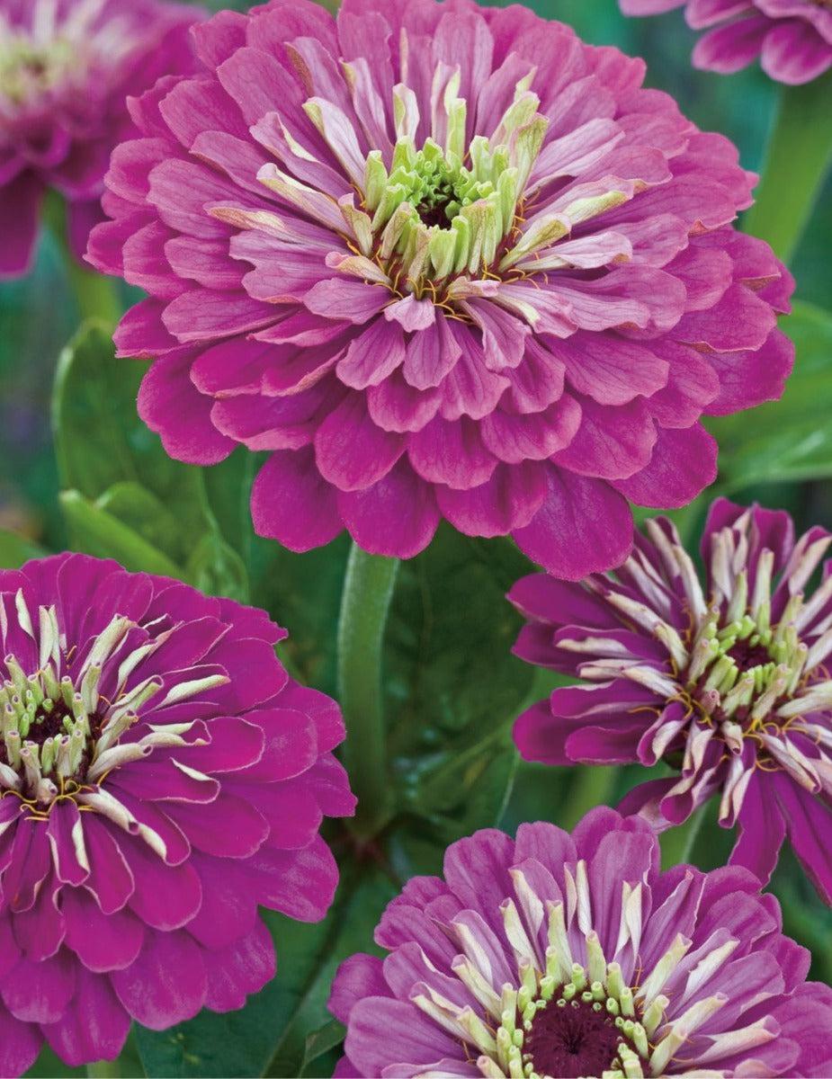 Zinnia Purple Prince - LIMITED EDITION