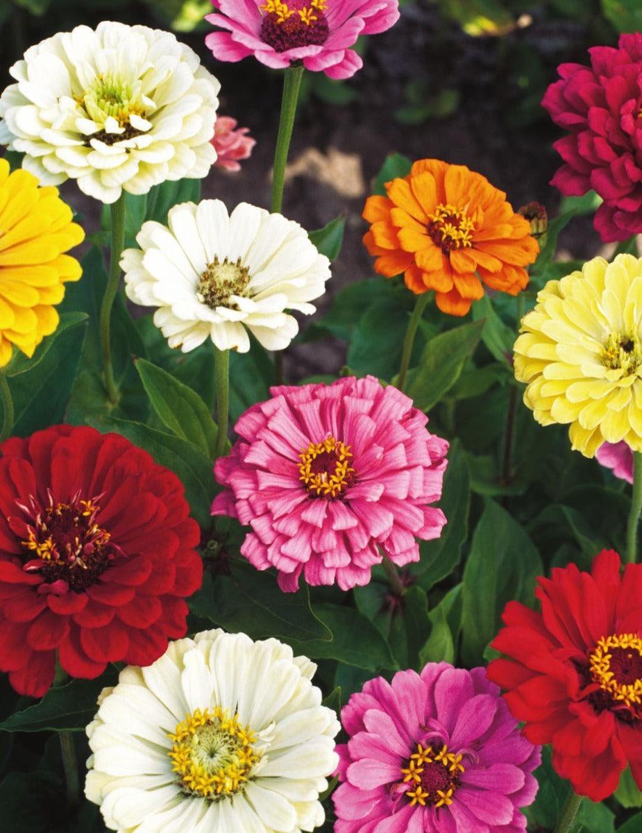 Zinnia Lilliput Mixed