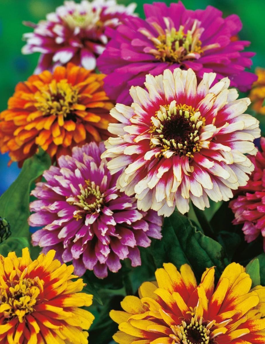 Zinnia Whirlygig Mixed