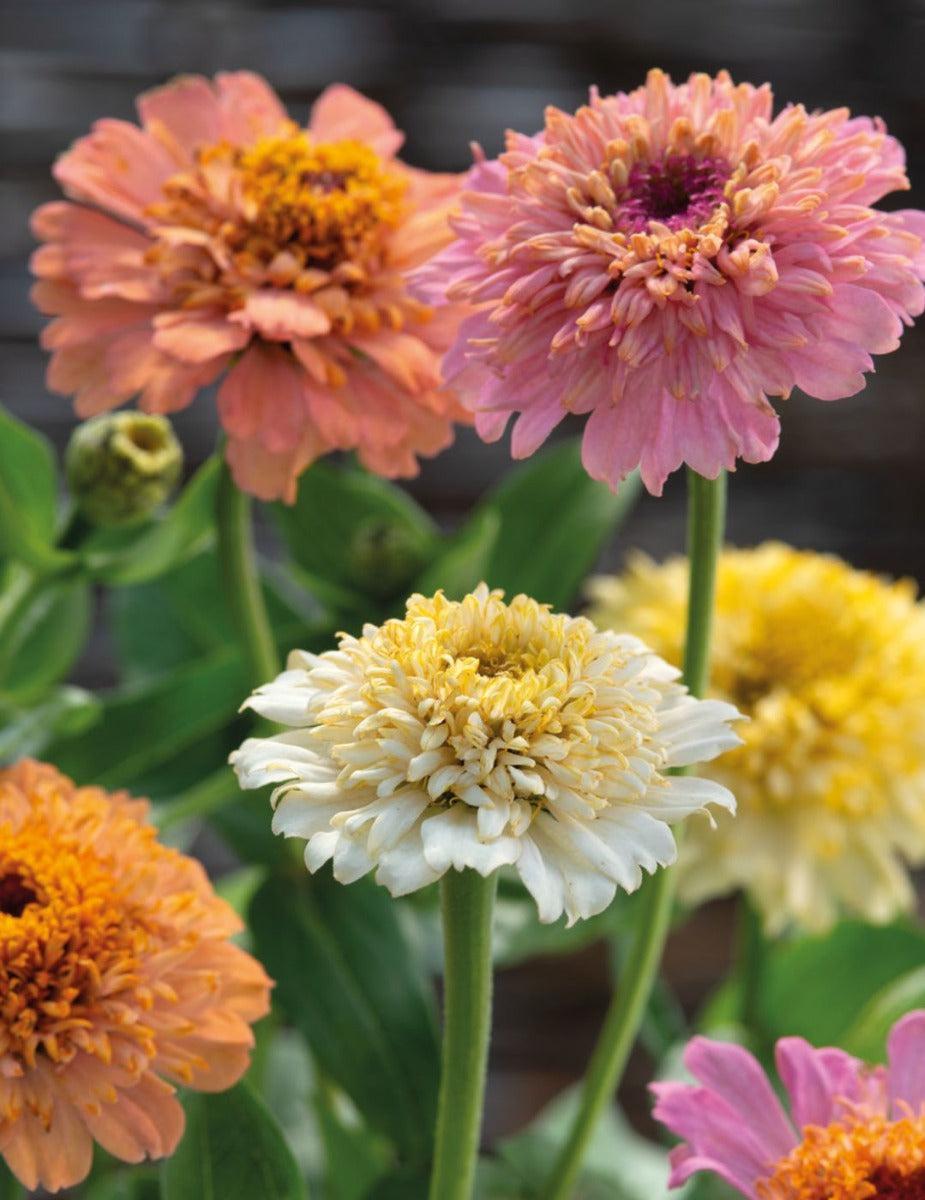 Zinnia Peaches & Cream Mixed