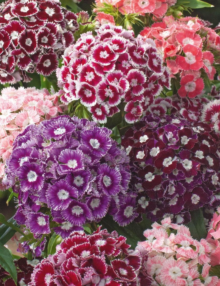 Dianthus Sweet William Electron Mix Seeds