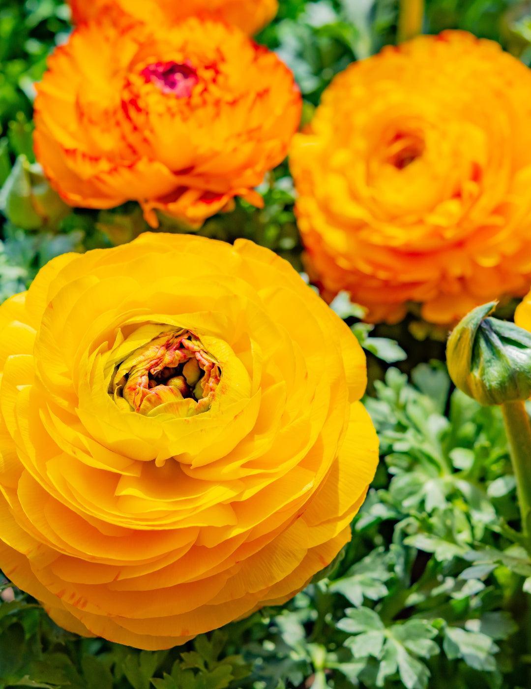 Ranunculus Orange F1 Corms