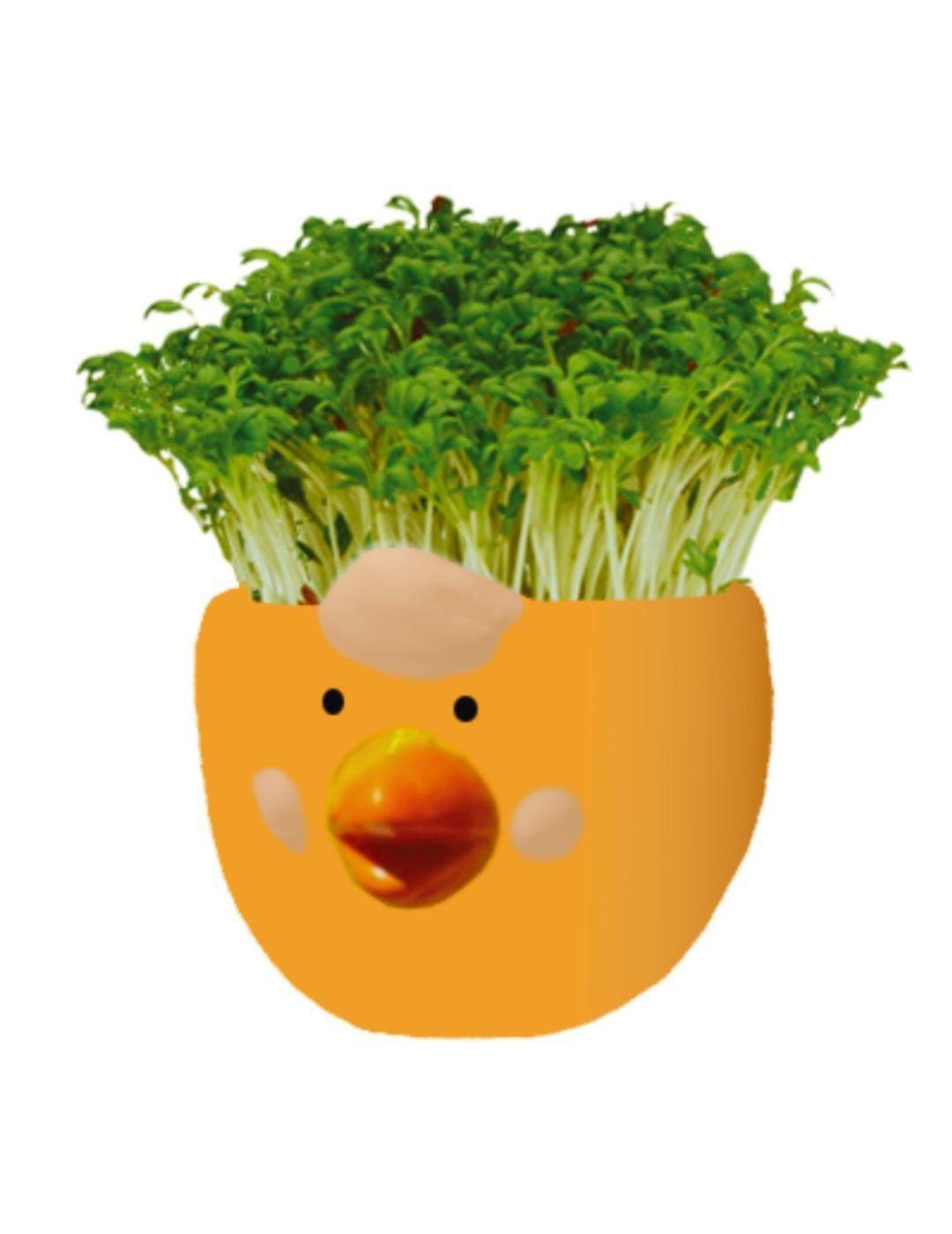 Easter Cress Chick (4 Pack)