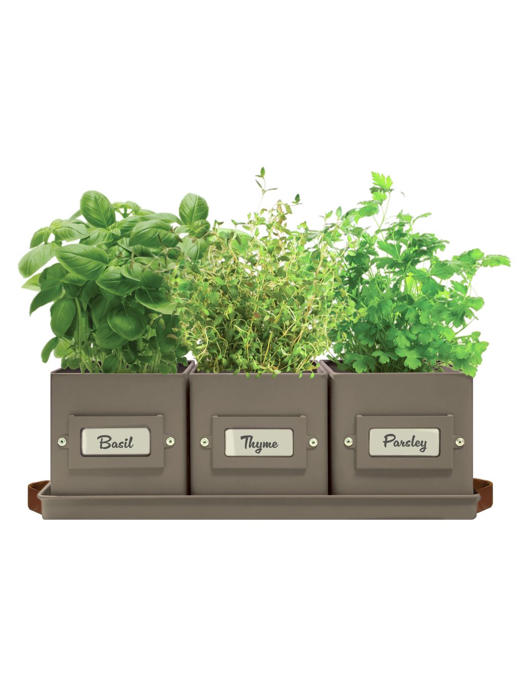 Kitchen Herb Grow Kit