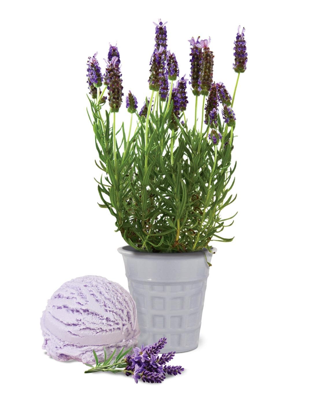Lavender Ice Cream Flavour Grow Kit