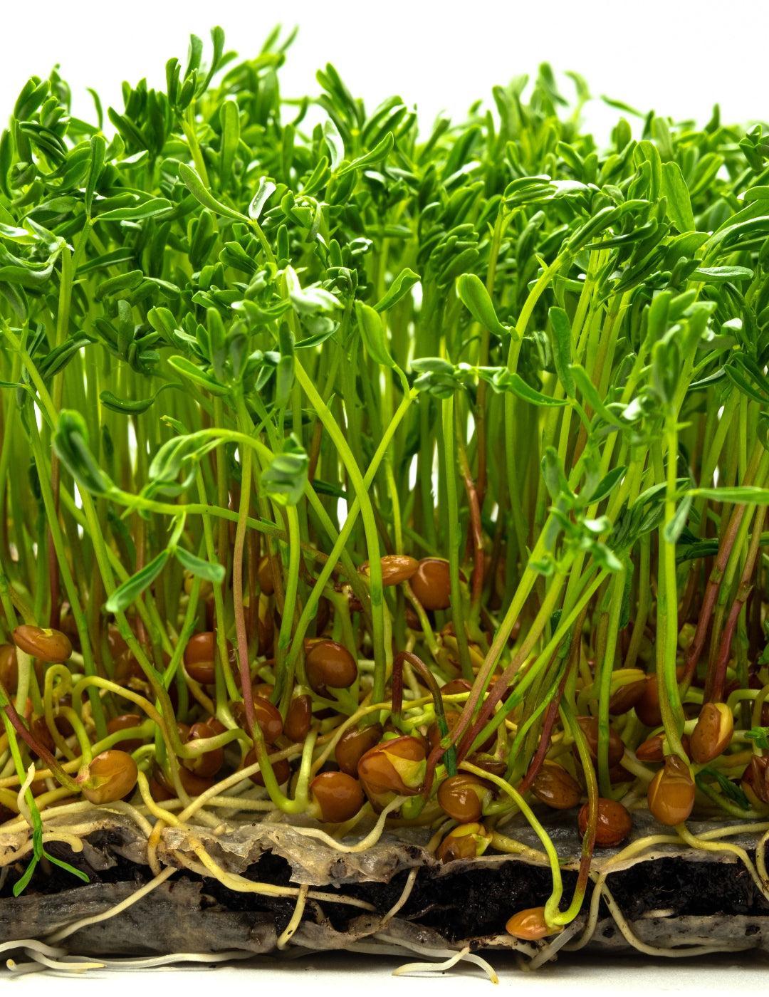 Sprouting Lentil Seeds