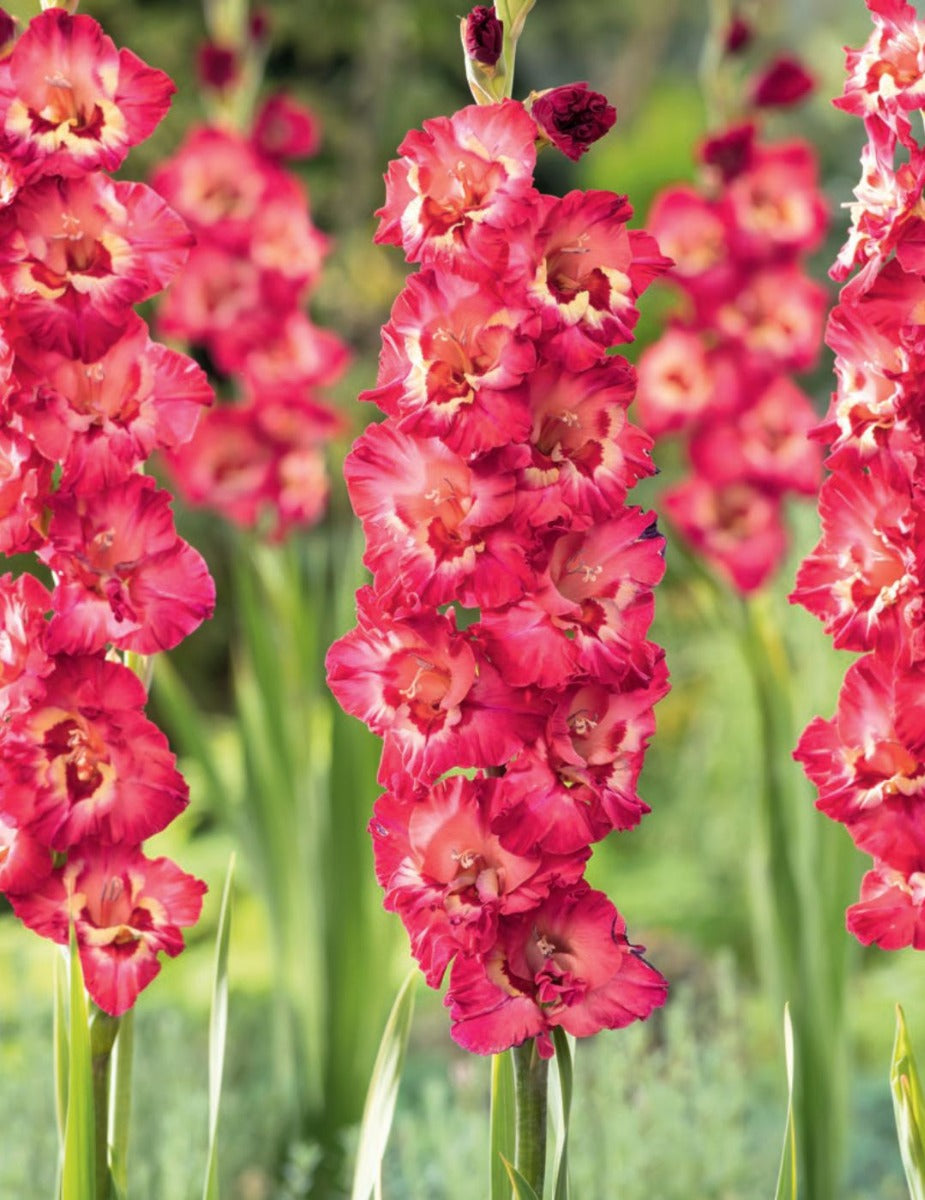 Gladioli Vandohla (season: Winter)