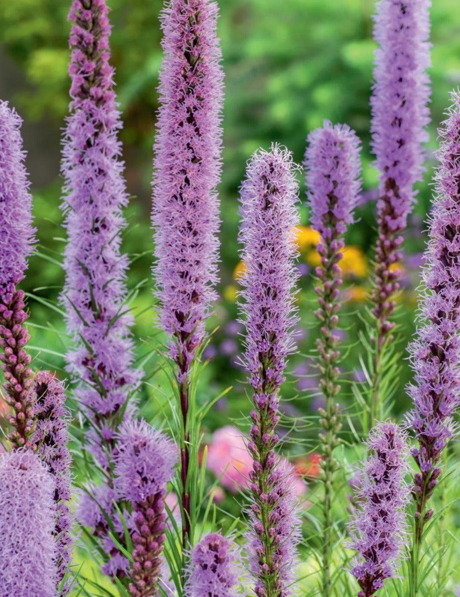 Liatris Purple (season: Winter)