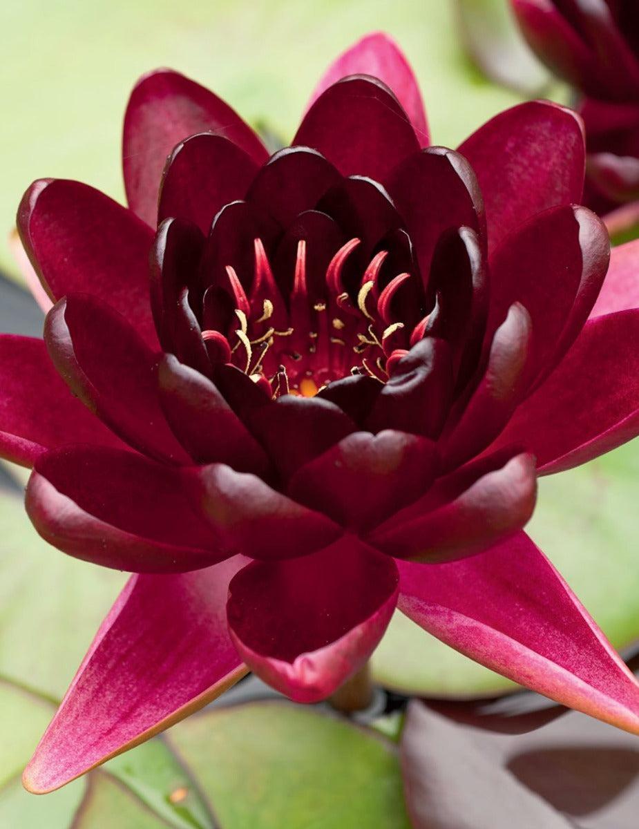 Water Lily Black Princess (season: Aug-Sep)