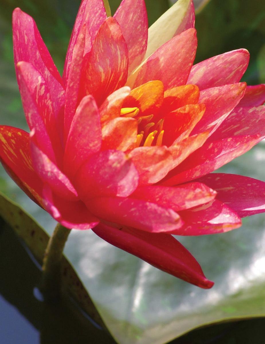 Water Lily Wanvisa (season: Aug-Sep)