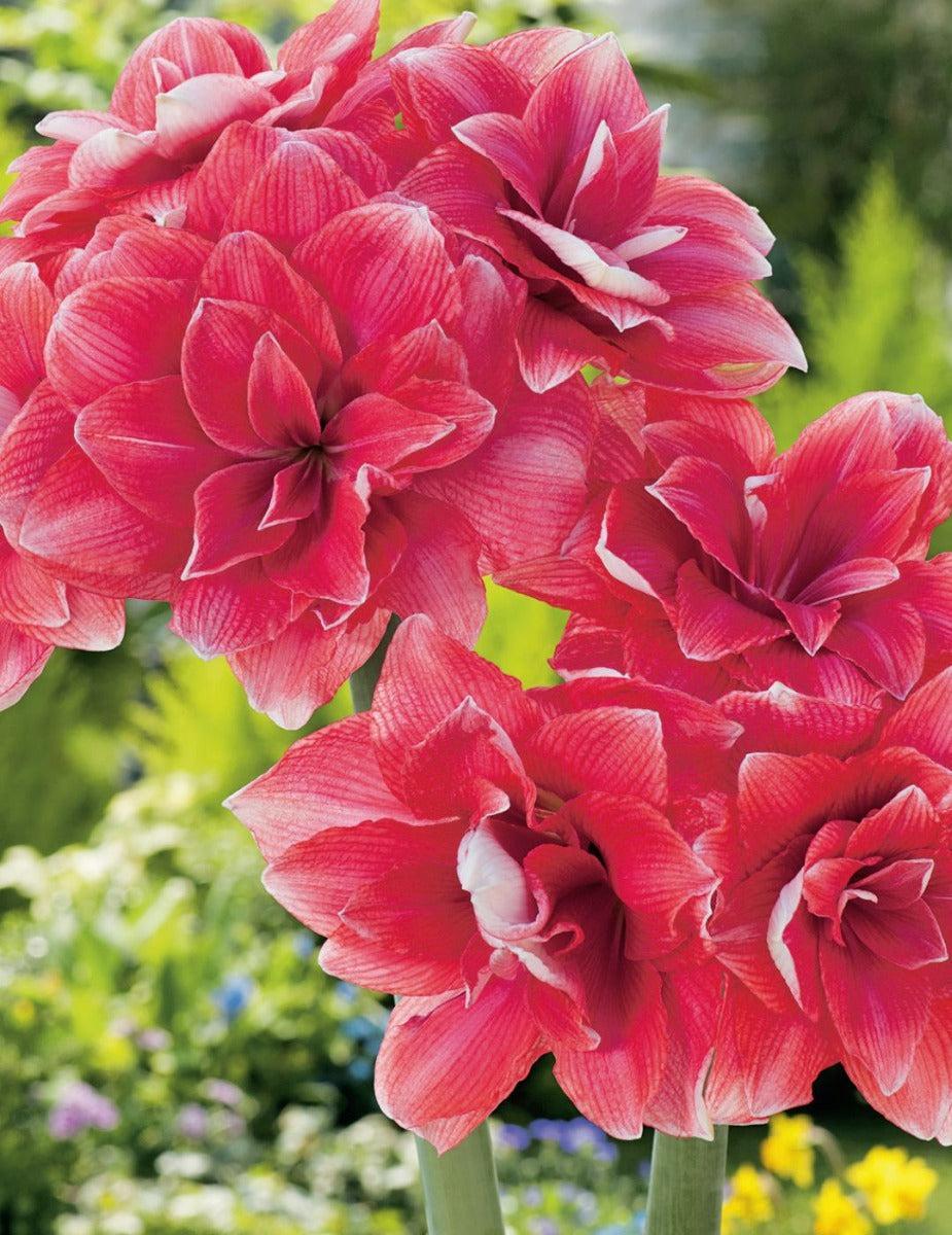 Hippeastrum Double Dream (Season: Aug-Sep)