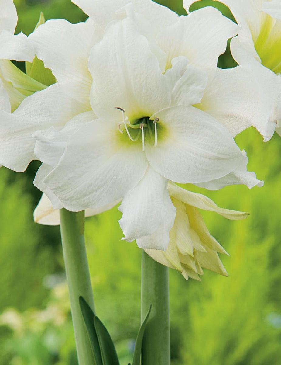 Hippeastrum Double Ice Queen (Season: Aug-Sep)