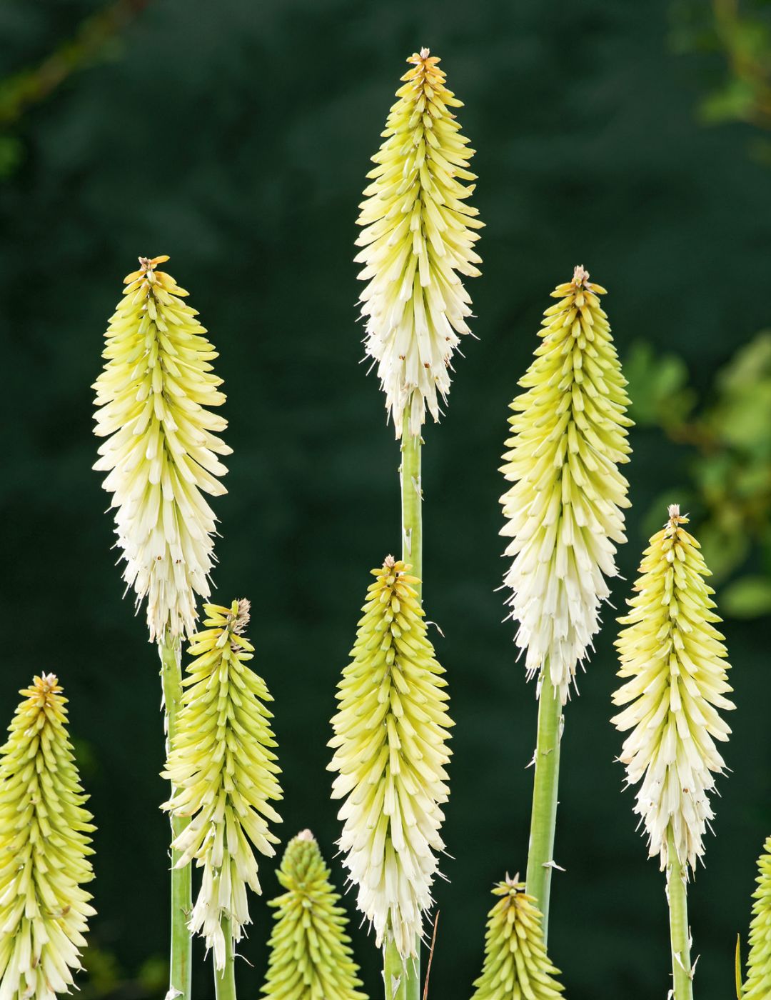 Kniphofia white flowers with strappy green foliage and tall flower spikes