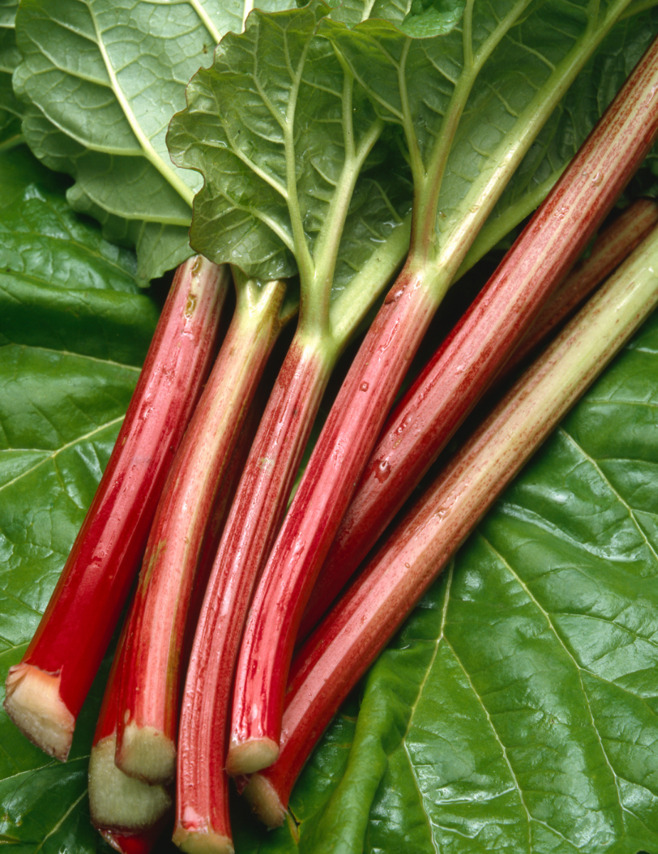 Rhubarb Ever Red (Crown)