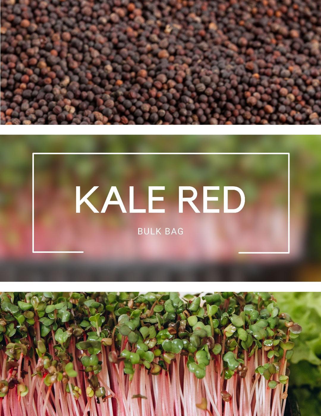 Microgreen Red Kale Seeds Bulk Bag
