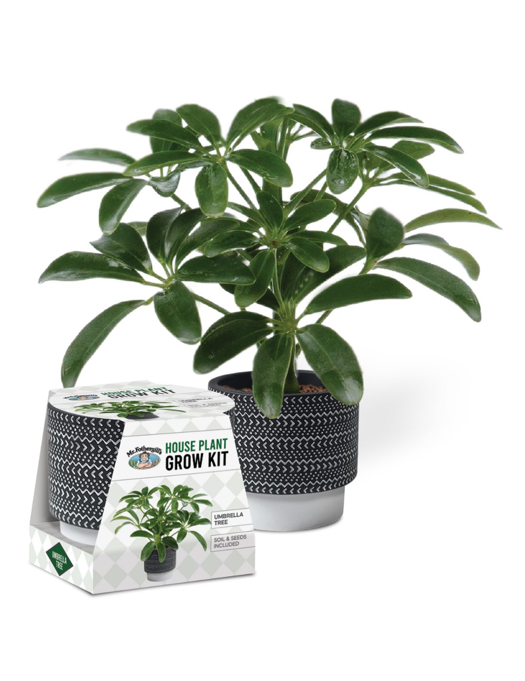House Plant Grow Kit Umbrella Tree