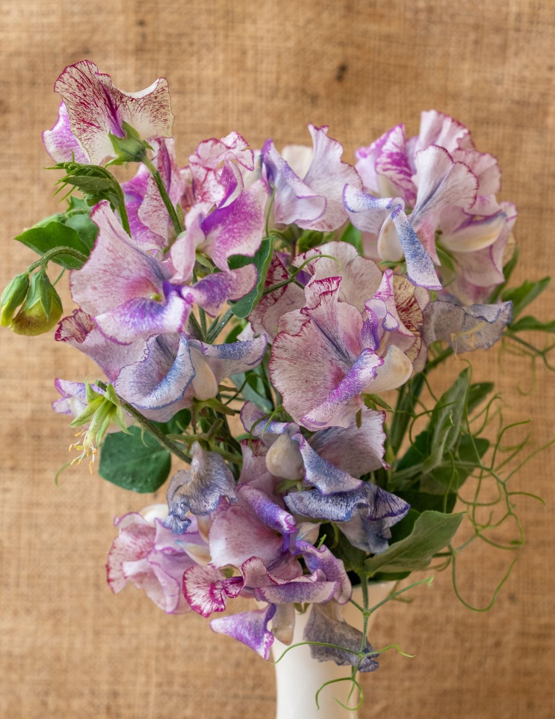 Sweet Pea Bojangles Seeds