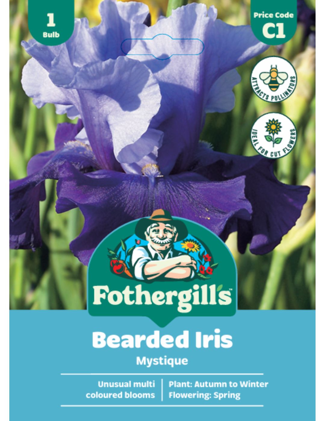 Bearded Iris Mystique (Season: Winter)