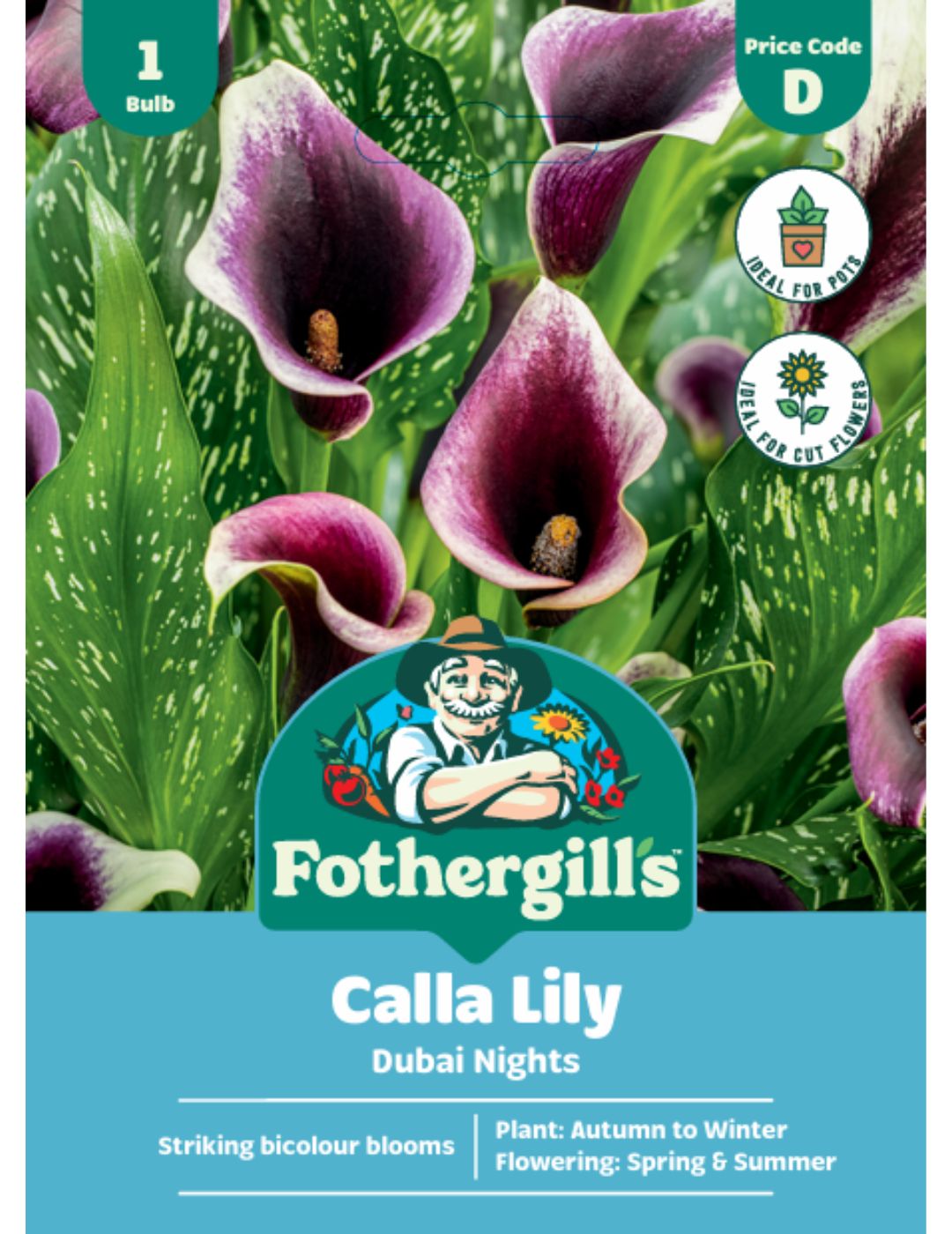 Calla Lily Dubai Nights (Season: Winter)
