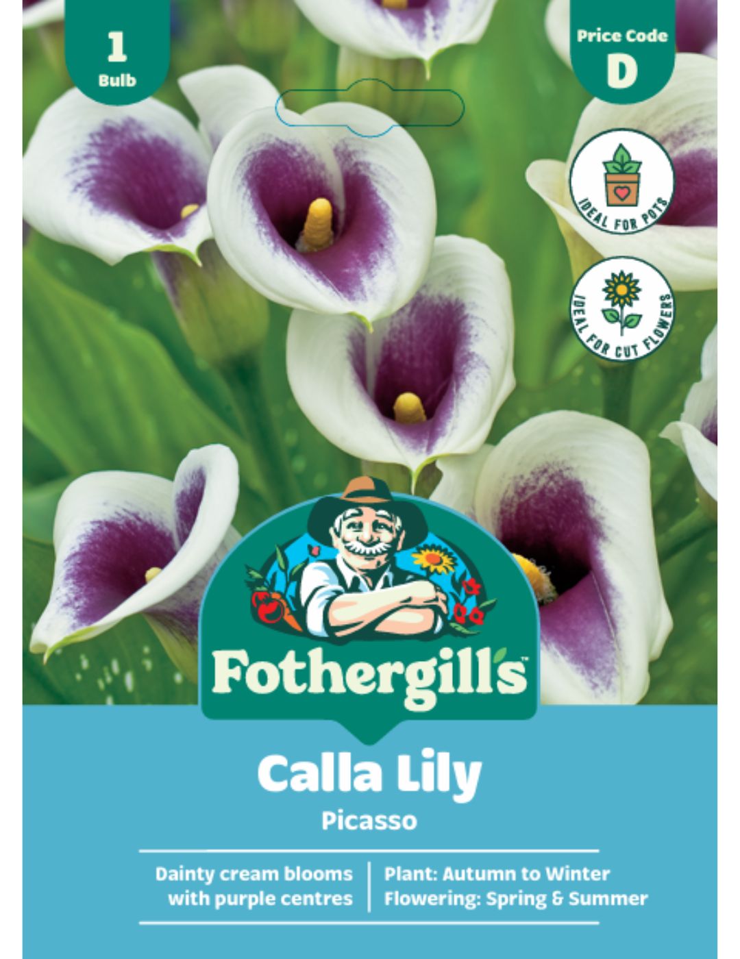 Calla Lily Picasso (Season: Winter)