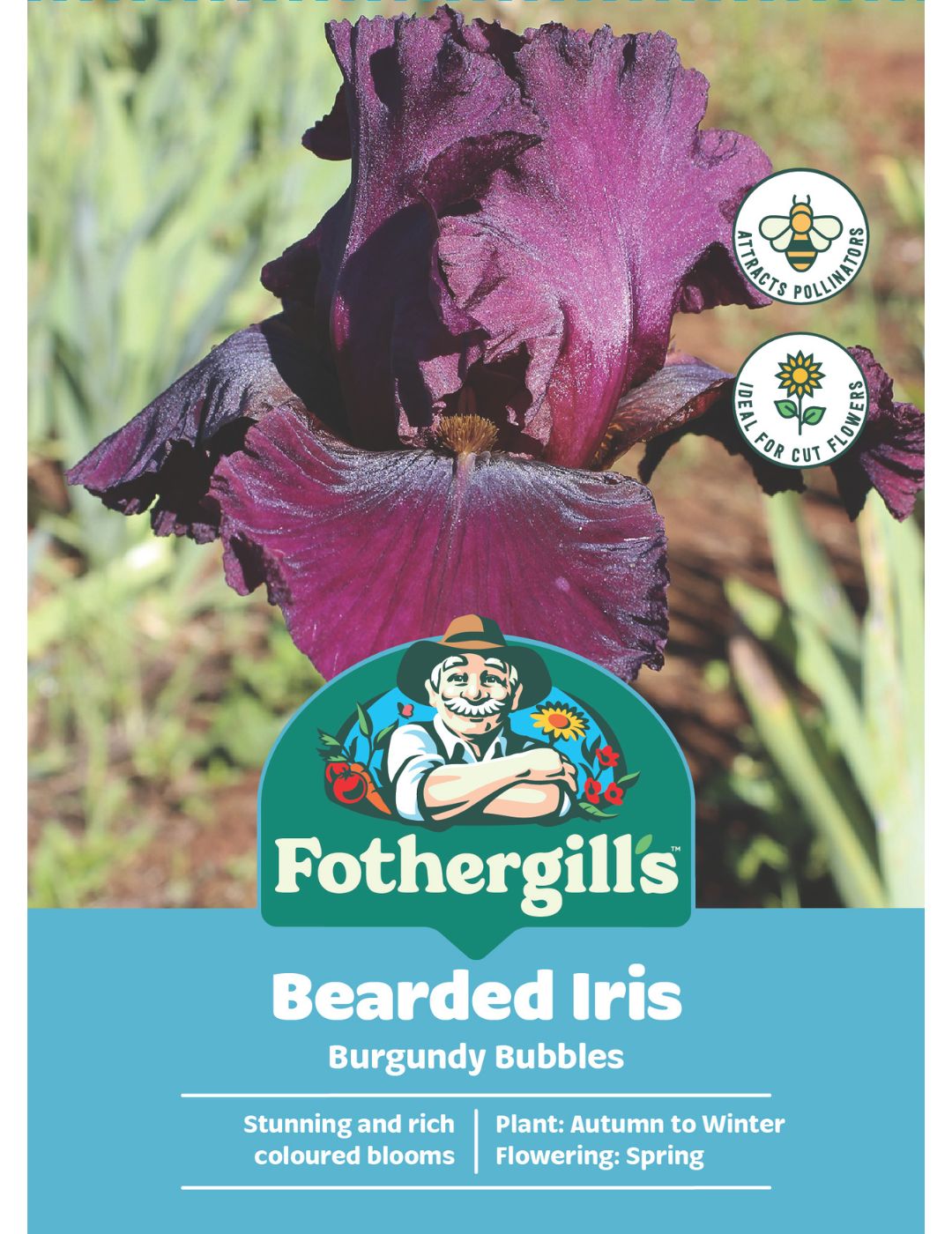Bearded Iris Burgundy Bubbles (Season: Winter)