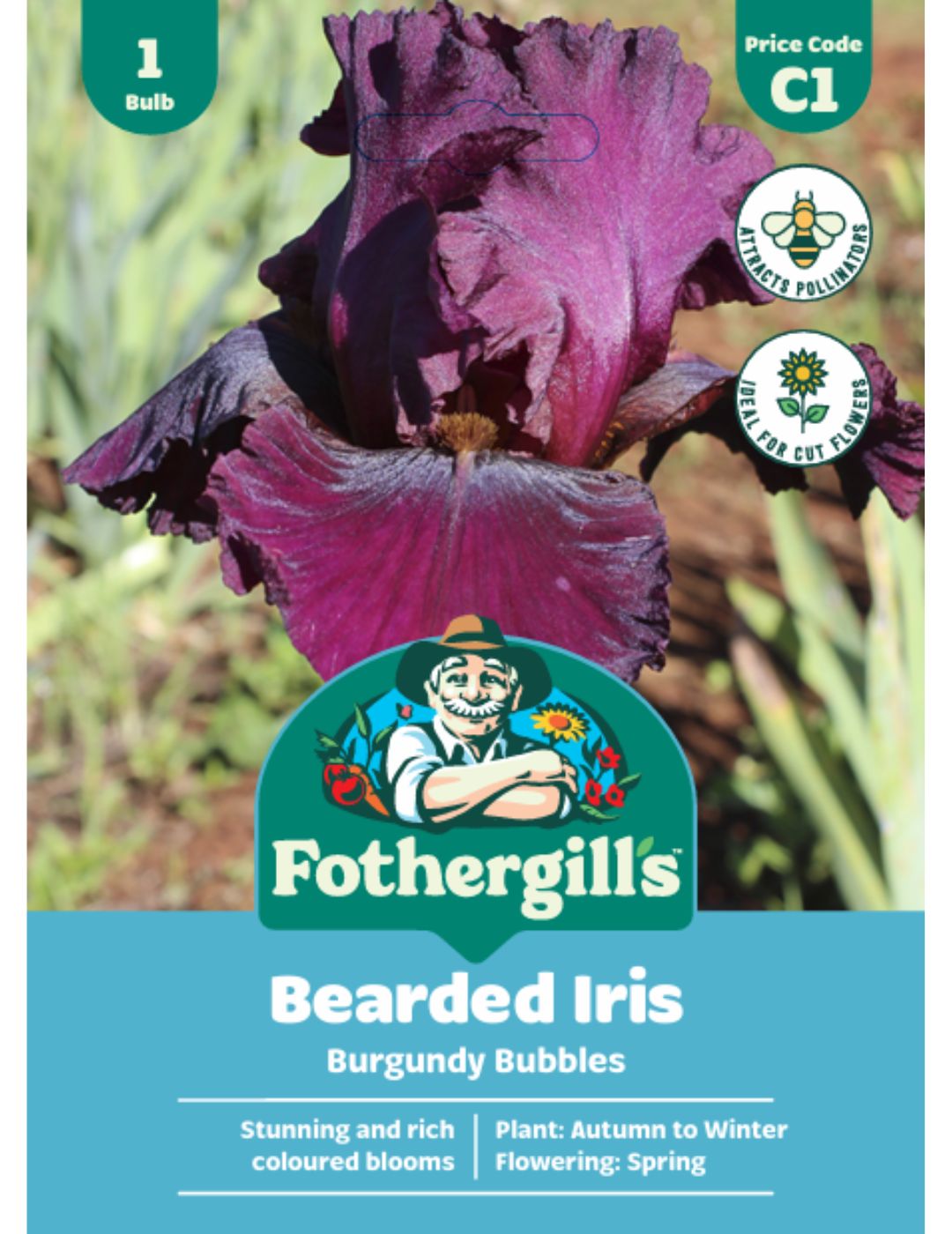 Bearded Iris Burgundy Bubbles (Season: Winter)