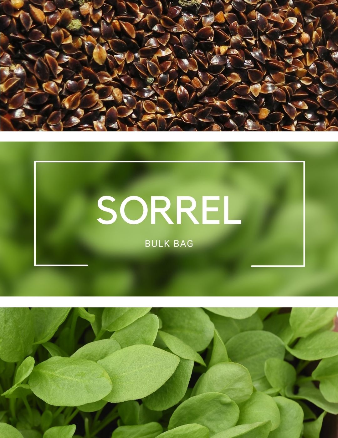 Sorrel - Sprouting BULK BAG
