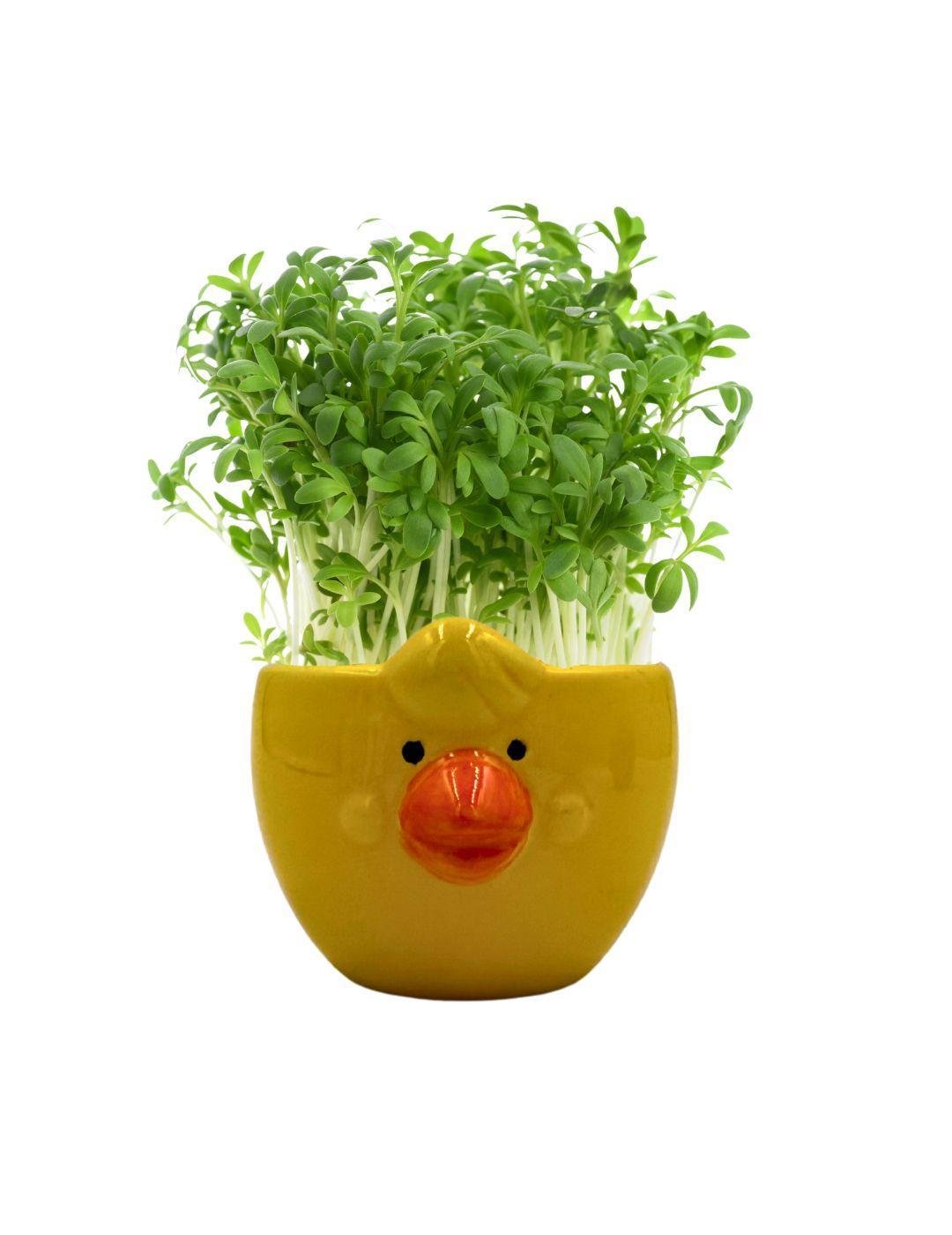 Easter Cress Chick - Assorted Colours