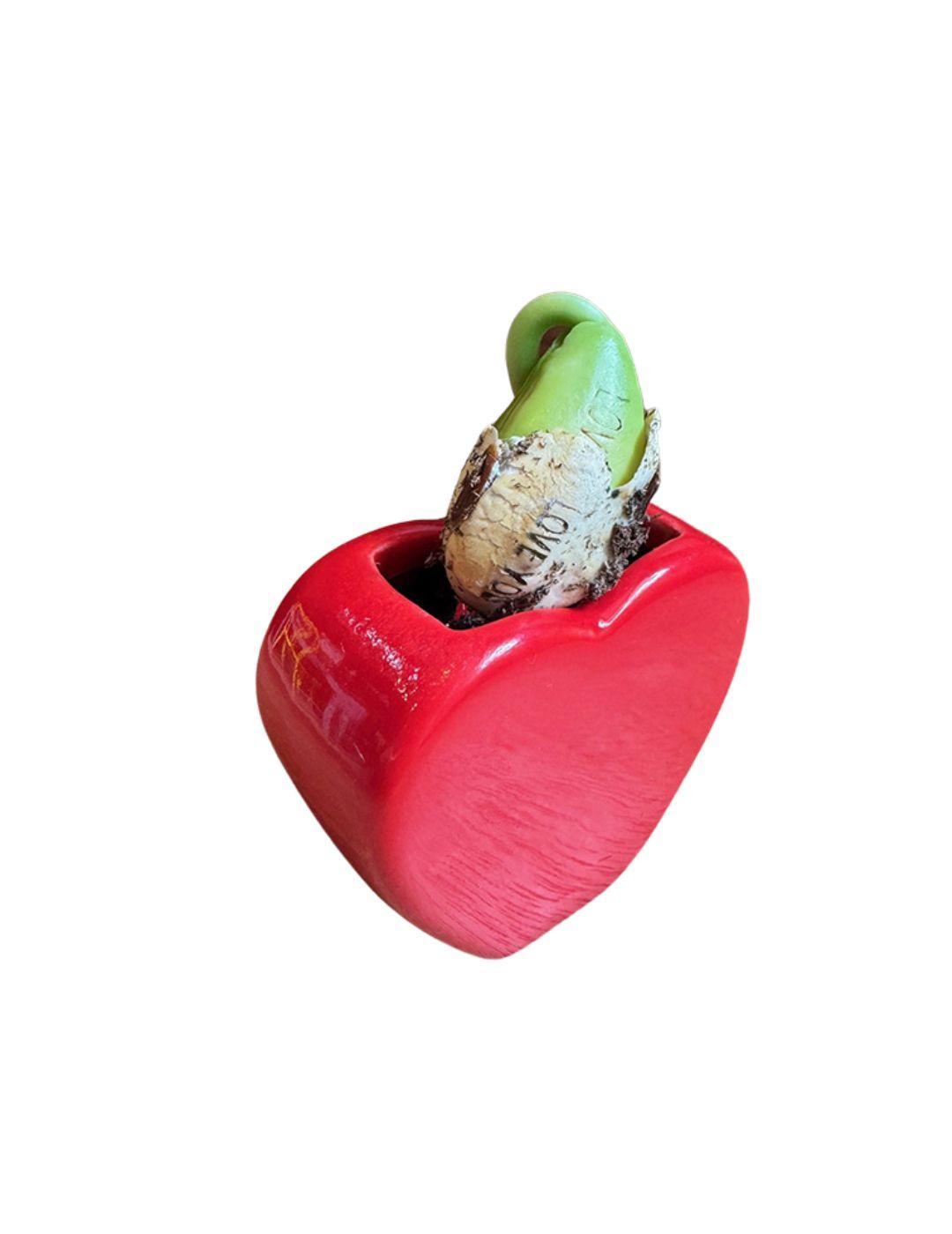 Love Heart Vase Grow Kit