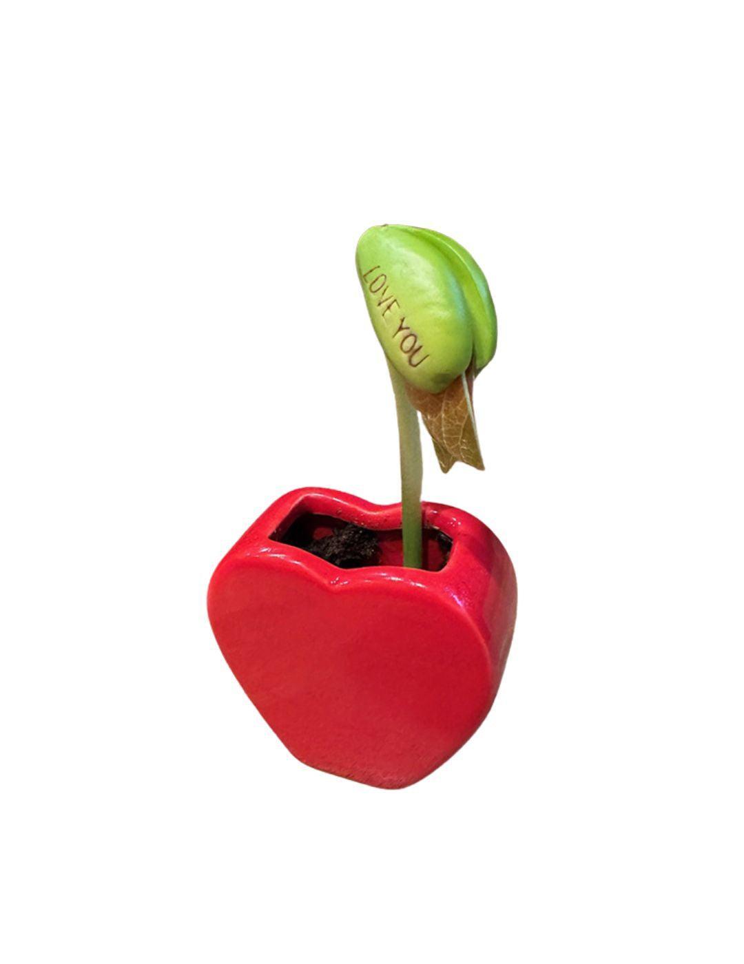 Love Heart Vase Grow Kit