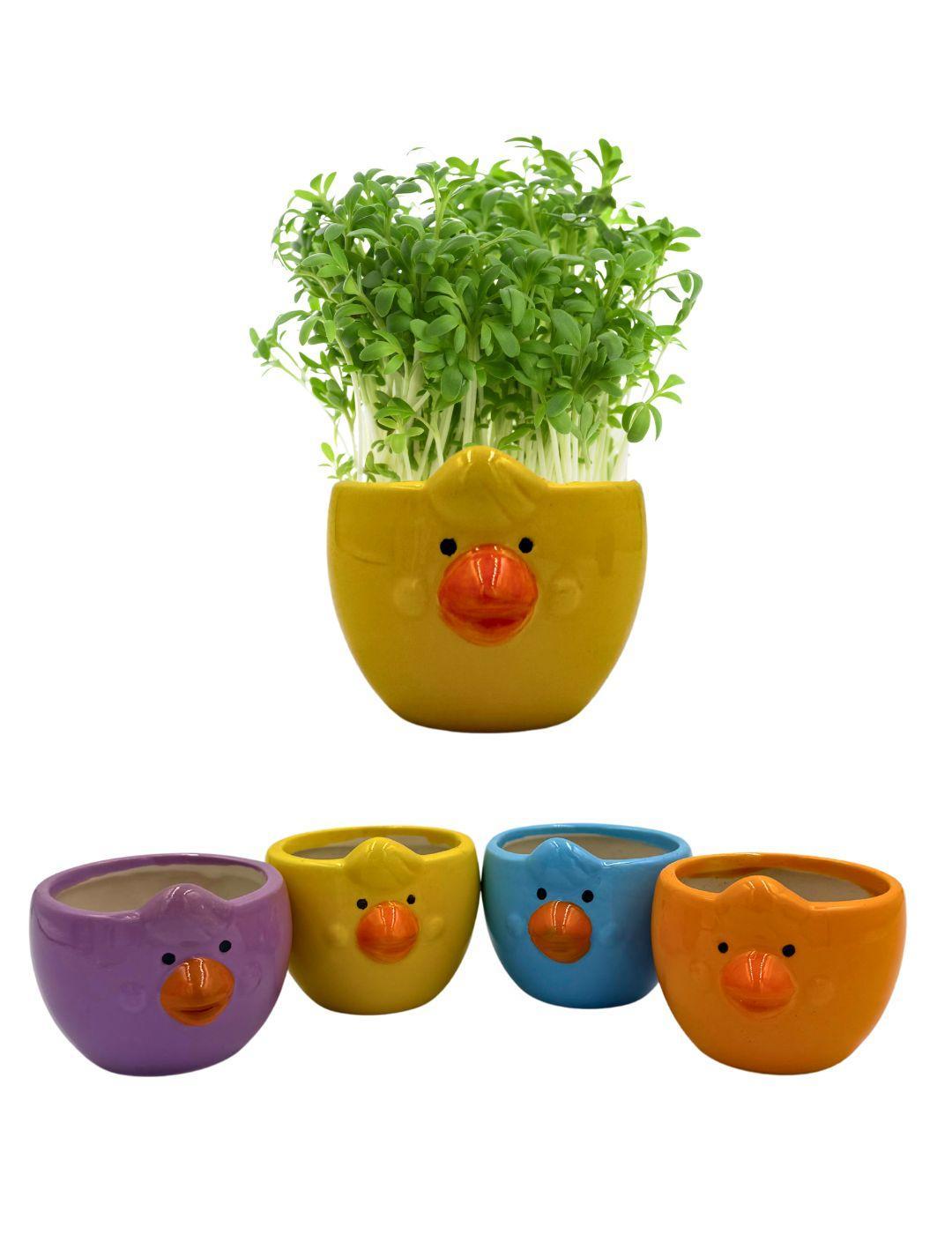 Easter Cress Chick - Assorted Colours