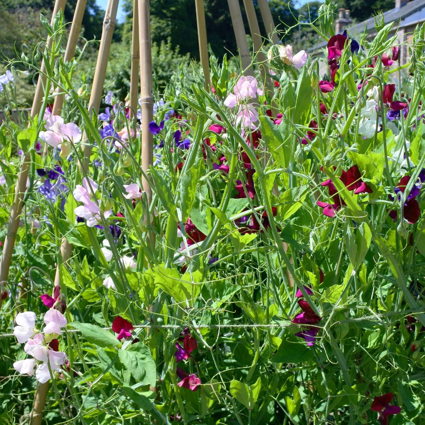 Untitled_design_13_004e0bb6-cfad-4fae-8520-b9900158b9ef