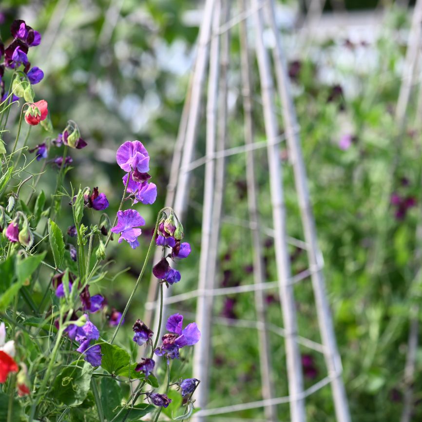 Untitled_design_15_a0cb17c1-214d-44da-add8-8f686fcf8c13