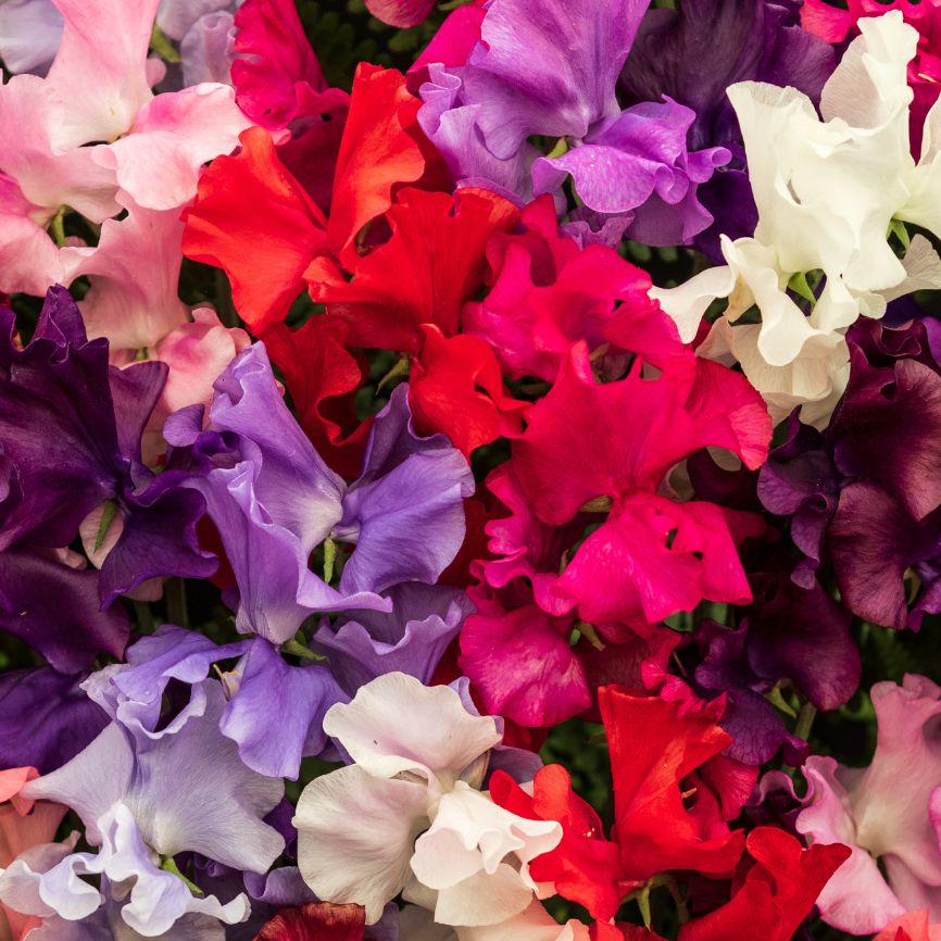 Untitled_design_16_630a4a43-9928-4397-a381-0bb1b11921cf