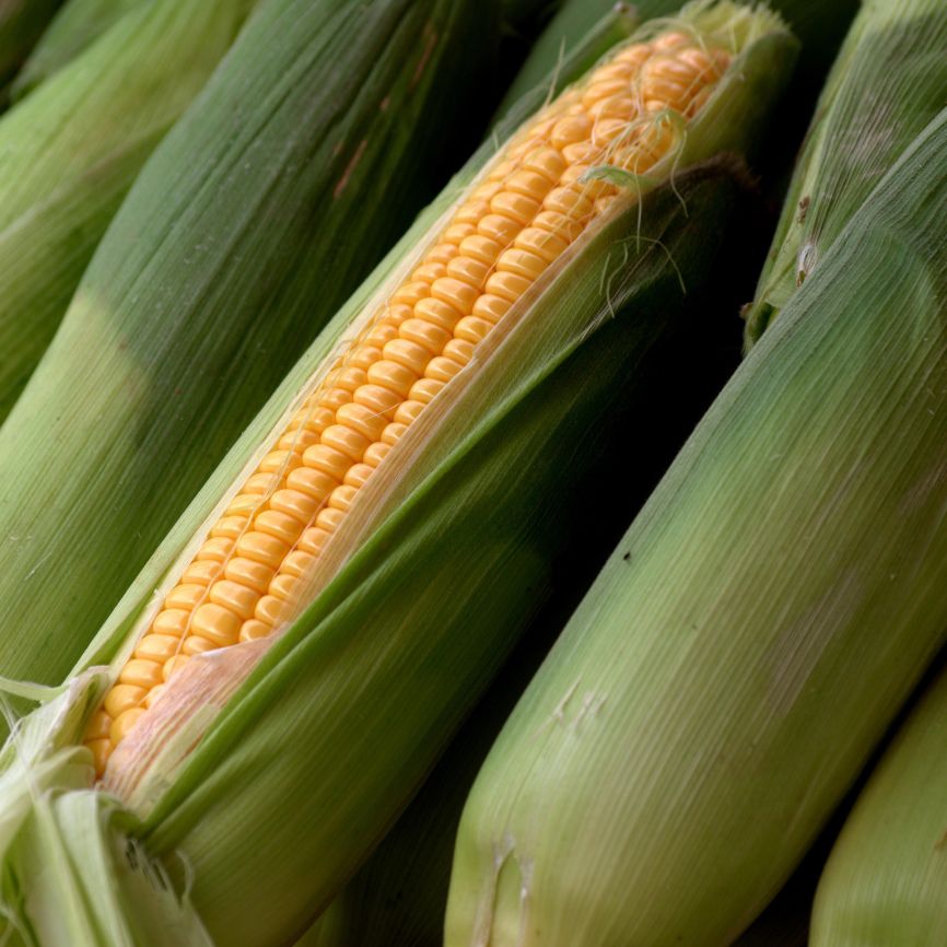 Untitled_design_3_1e0dbc7e-4a09-42a4-bcad-c8e6757b34a9