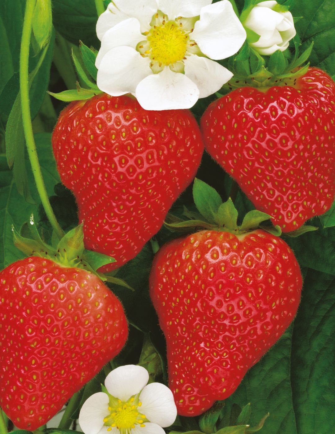 Strawberry Temptation Seeds