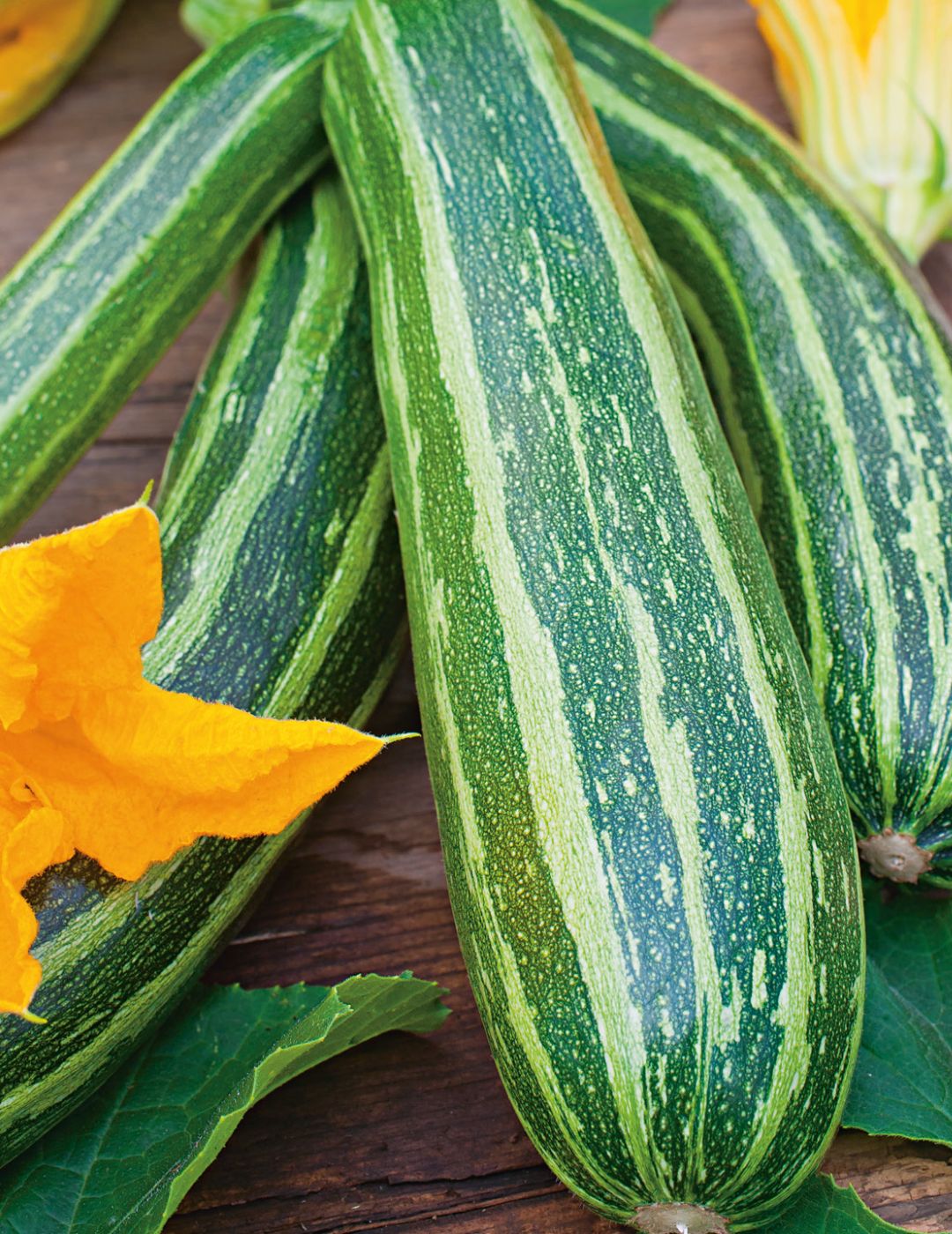 Marrow Long Green Bush 2