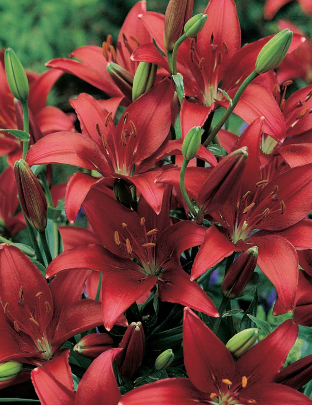 Oriental Lily Kabana (season:Aug-Sep)
