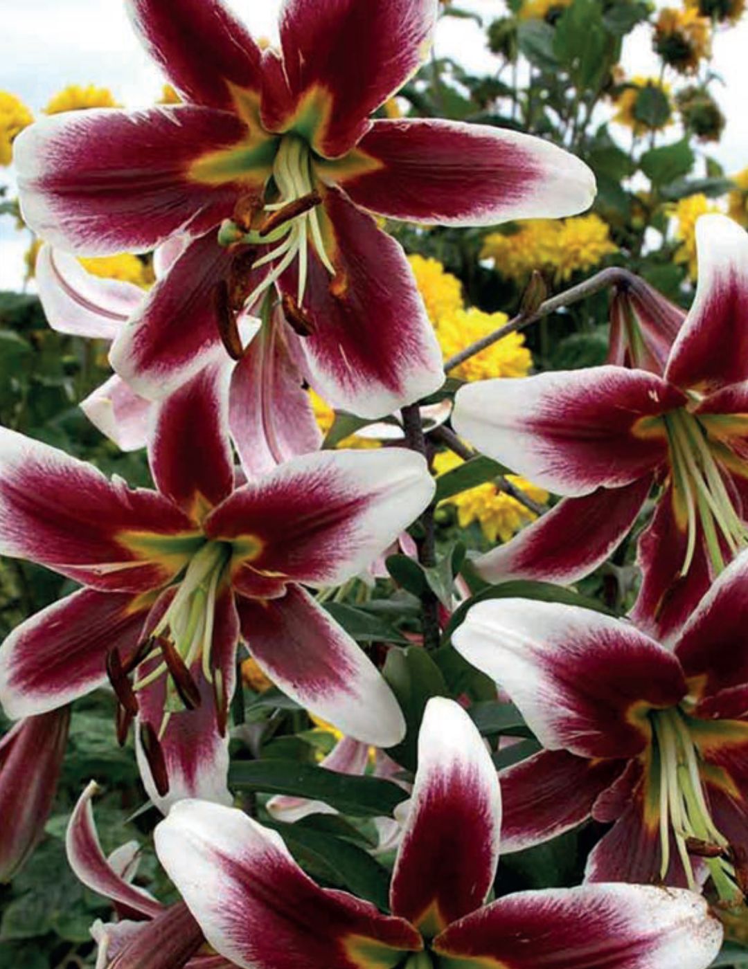 Tree Lily Miss Lily (season: Aug-Sep)