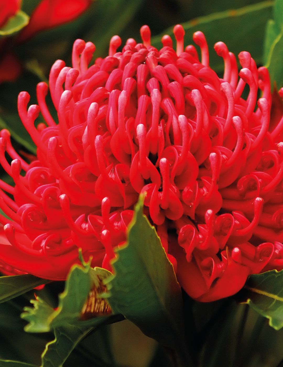 NSW Waratah Wildflower
