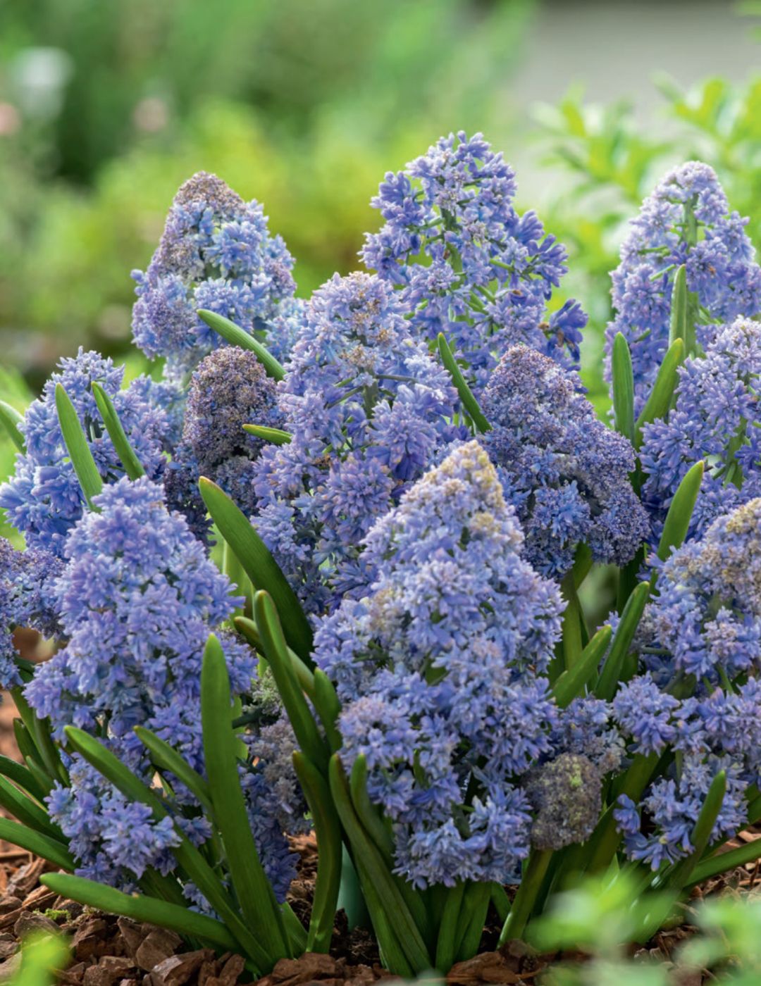 Muscari Fantasy Creation