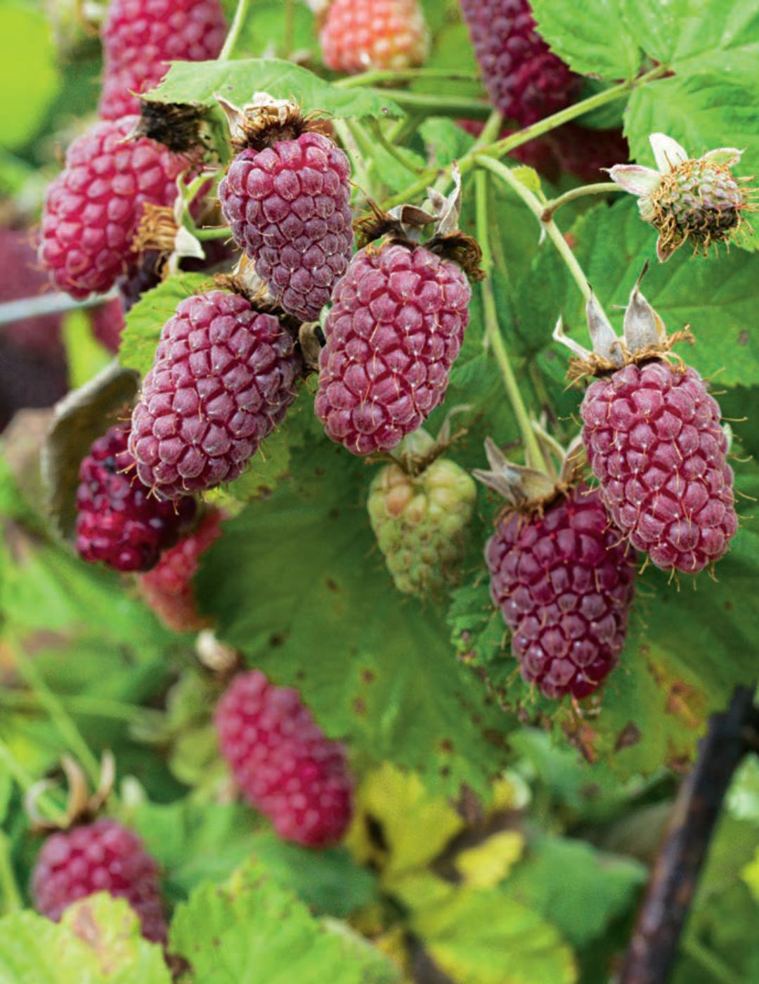 Loganberry