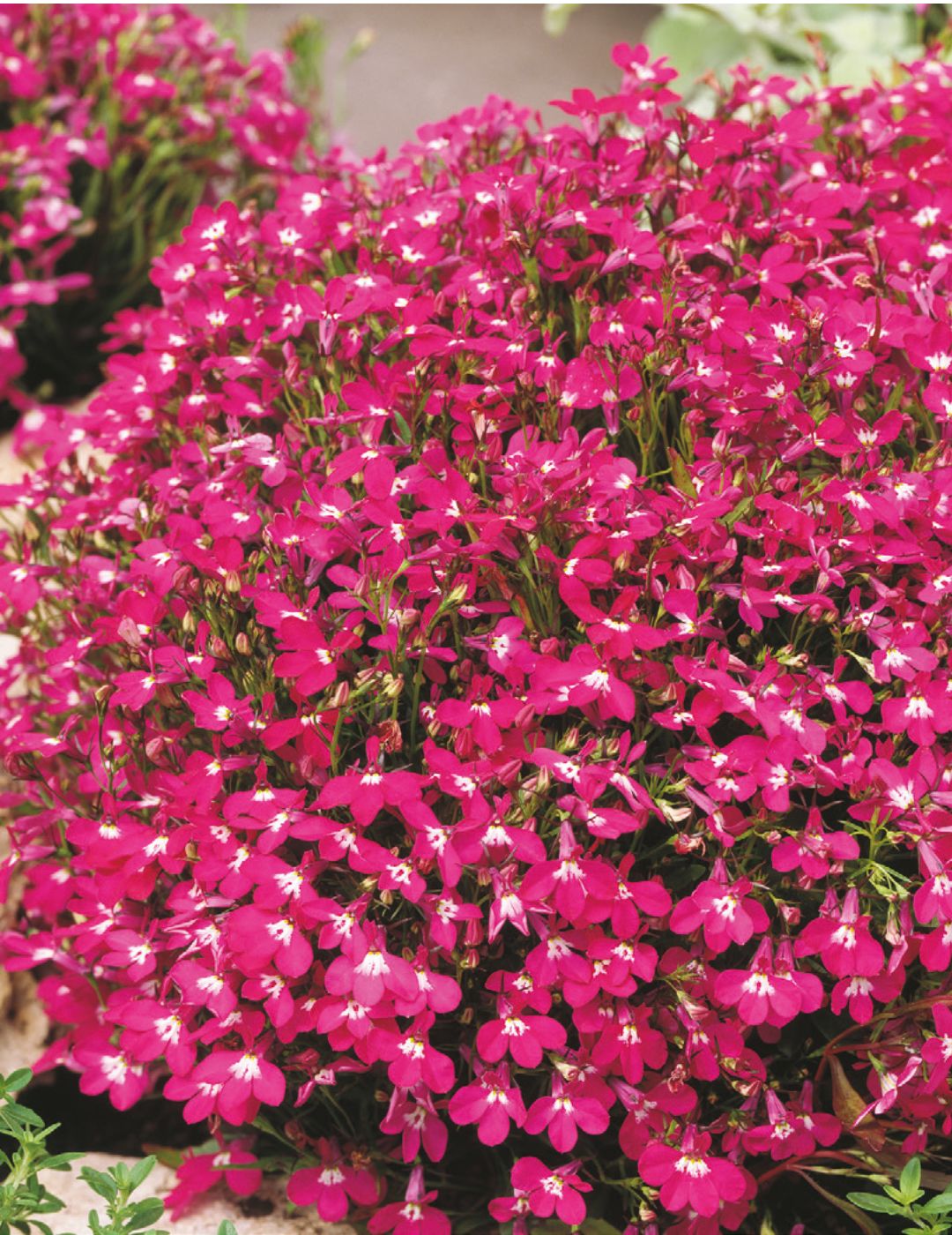 Lobelia Rosamond