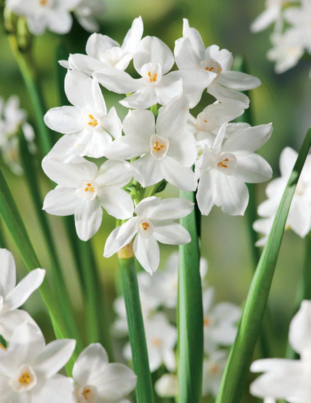 Jonquil Paperwhite