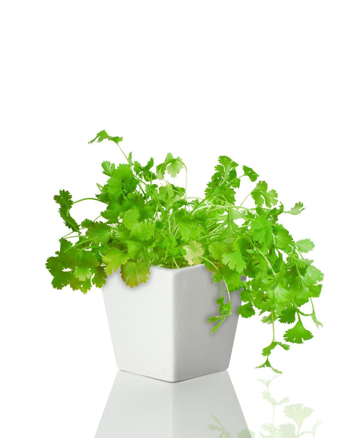 Square Ceramic Pot Coriander
