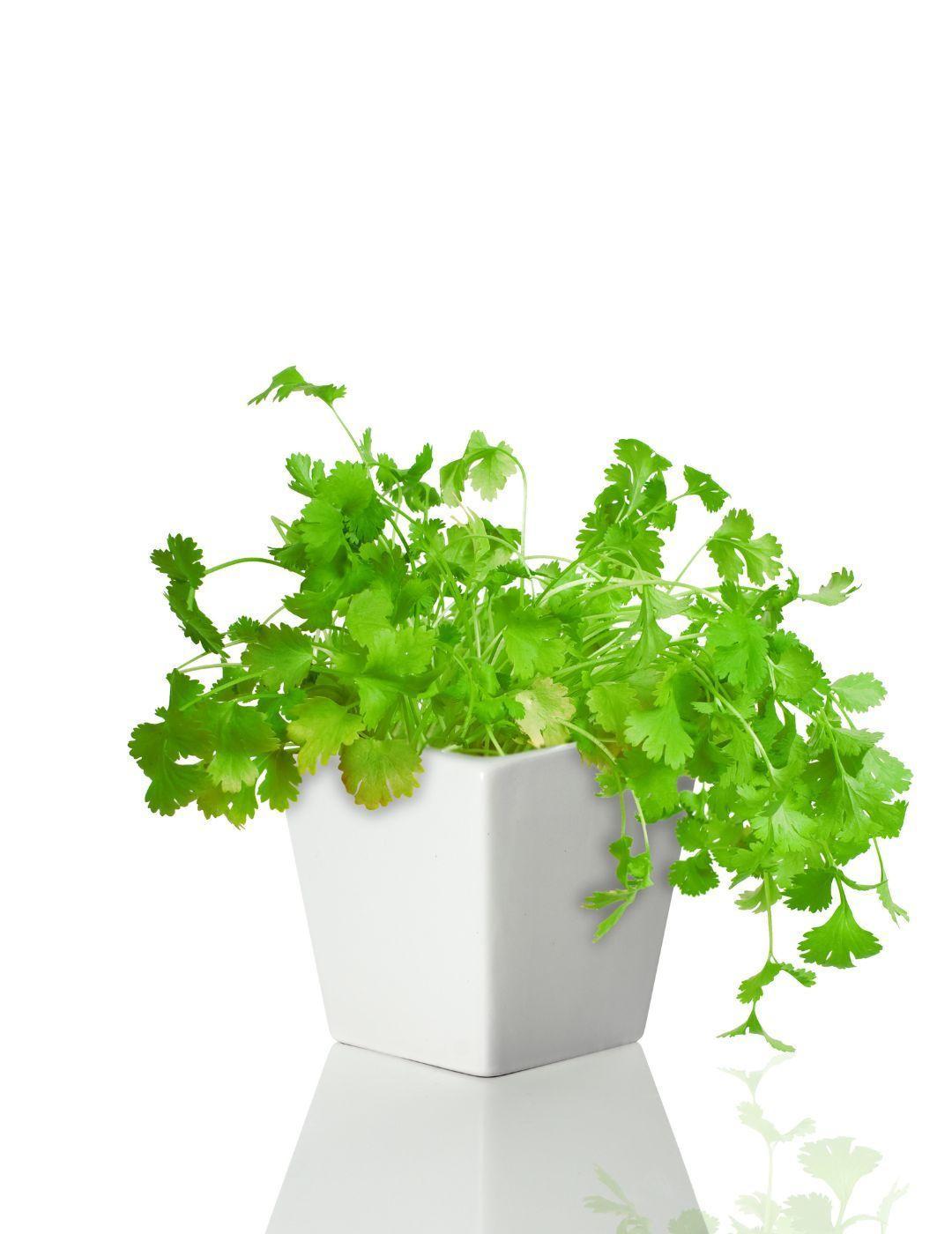 Square Ceramic Pot Parsley