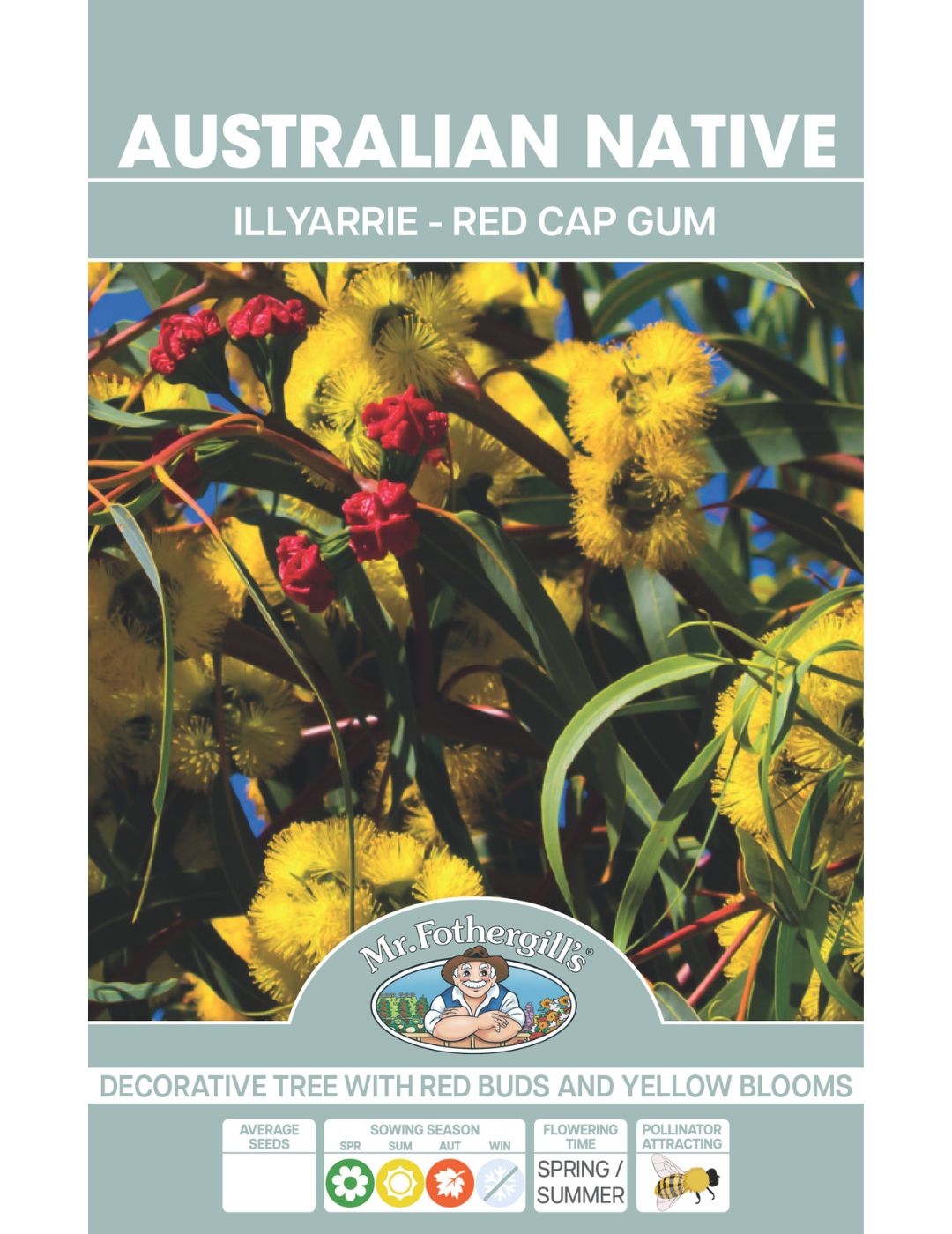 Illyarrie Red Cap Gum WILDFLOWER - NOT AVAILABLE TO WA/TAS/SA