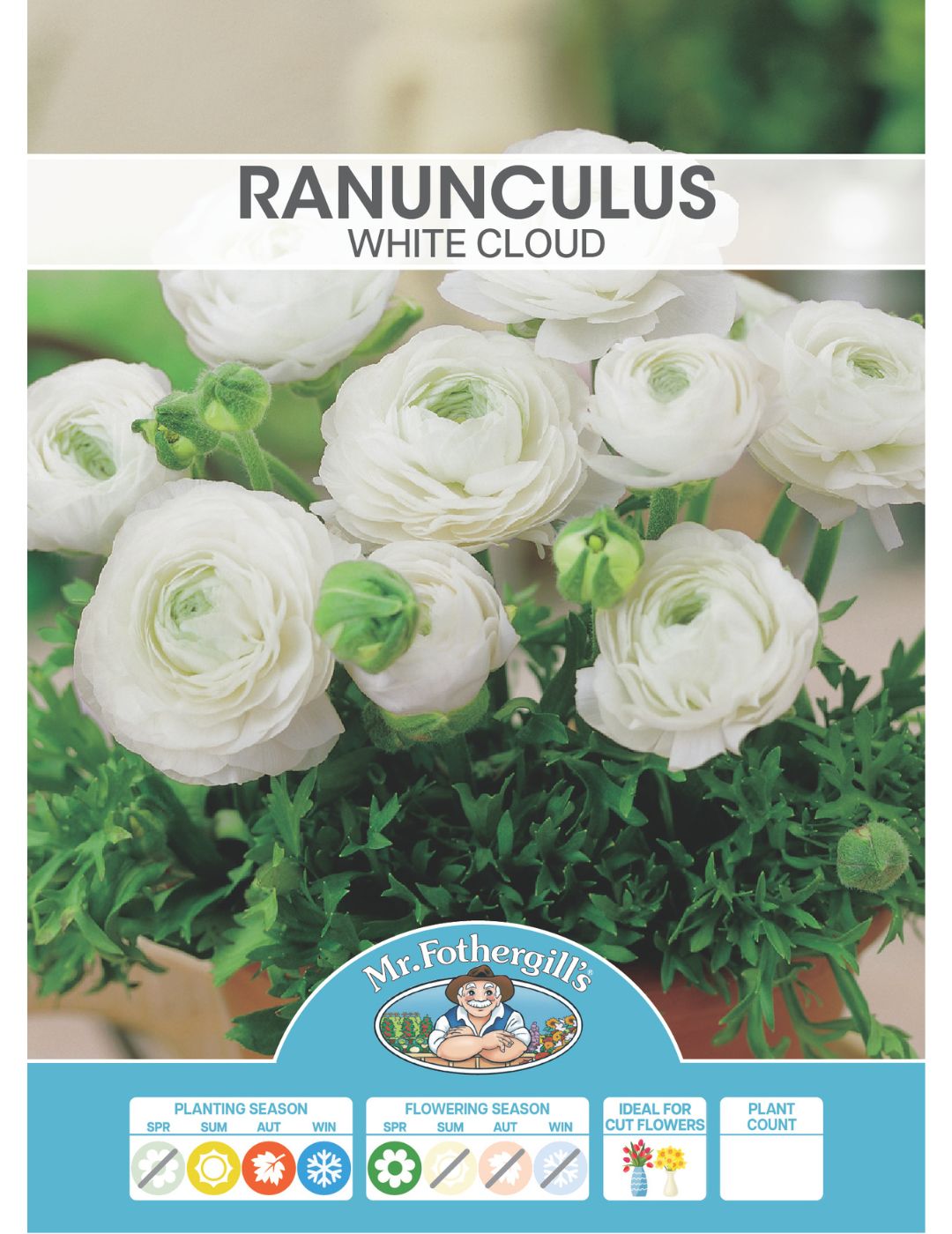Ranunculus White Cloud Bulbs