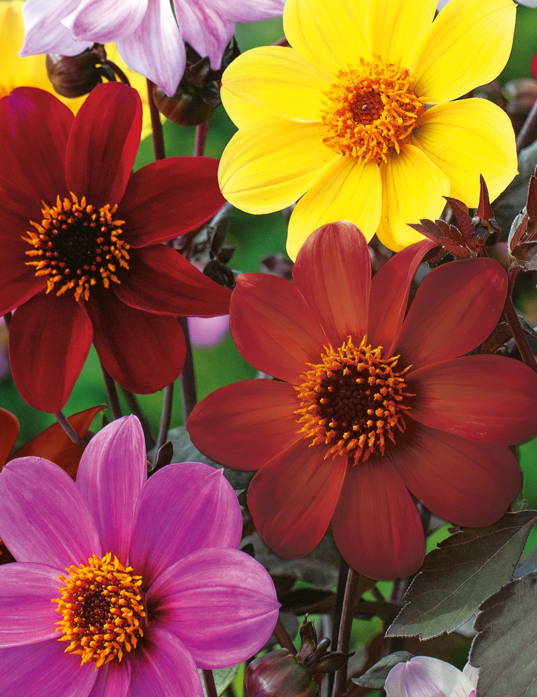 Dahlia Coltness Single Mix (Seeds)